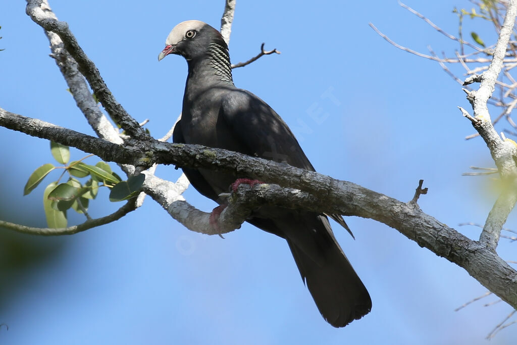 White-crowned Pigeon