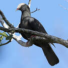 Pigeon à couronne blanche