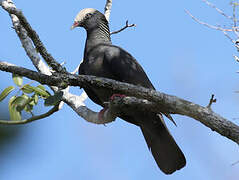 White-crowned Pigeon