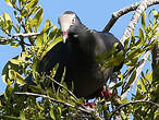 Pigeon à couronne blanche