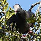 Pigeon à couronne blanche