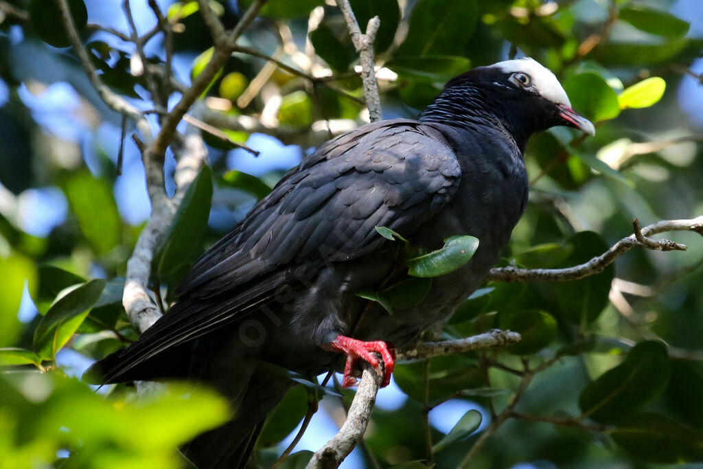 White-crowned Pigeon