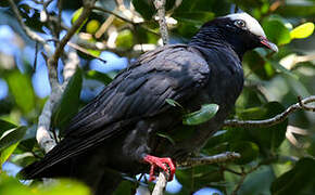 White-crowned Pigeon