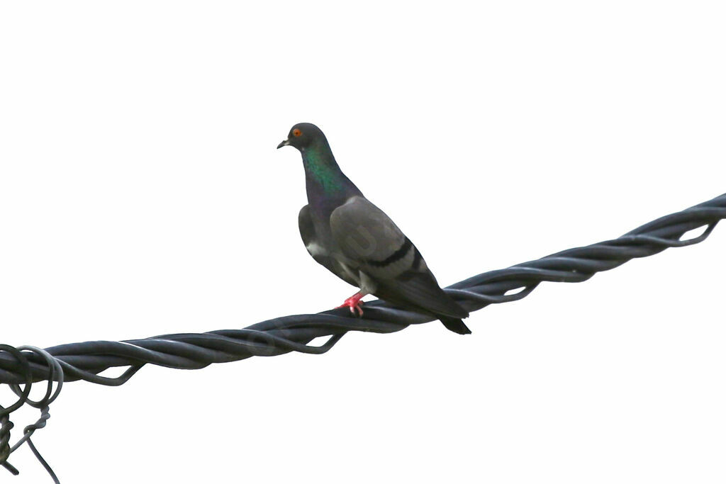 Pigeon biset