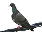 Pigeon biset