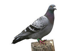 Pigeon biset