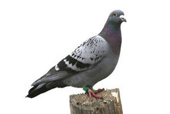 Pigeon biset