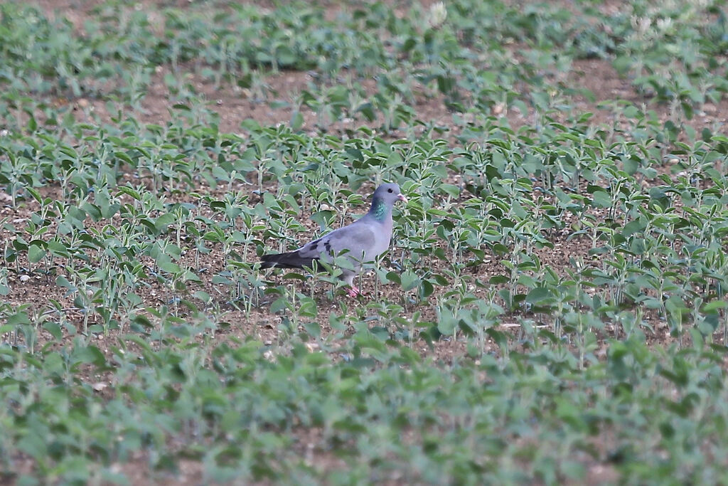 Stock Dove