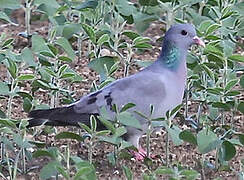 Pigeon colombin