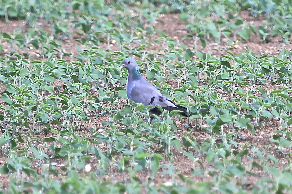 Pigeon colombin