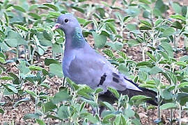 Stock Dove