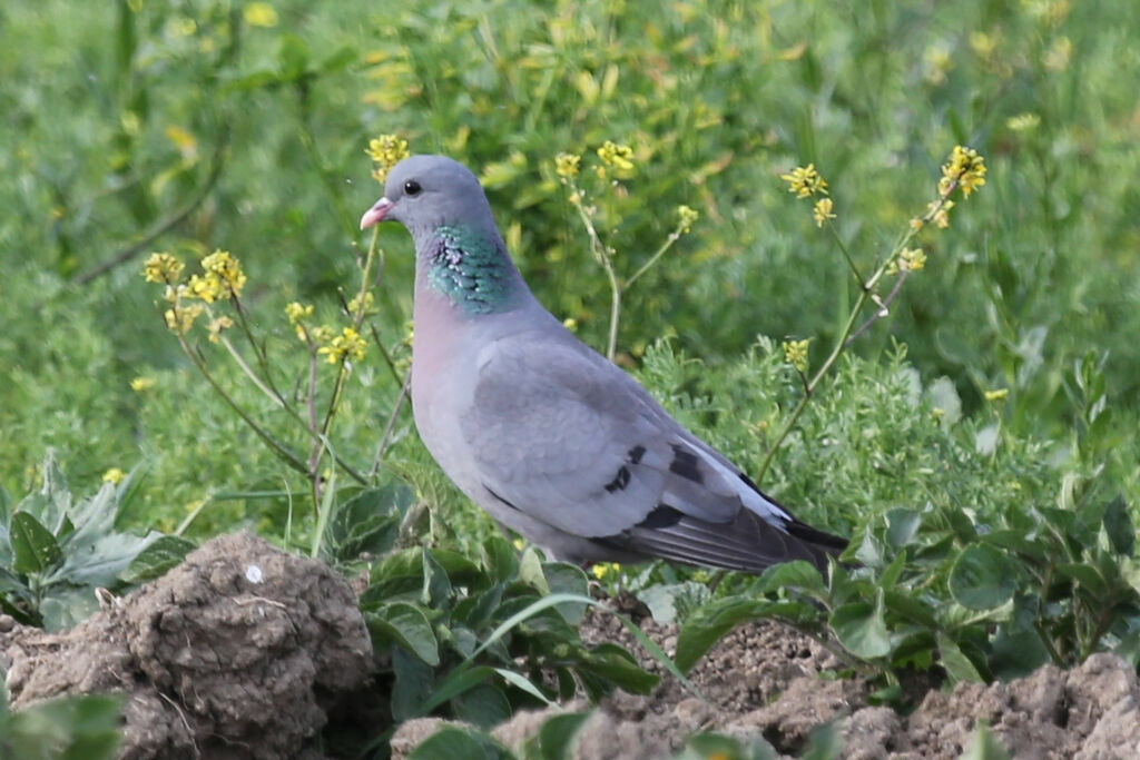 Pigeon colombin