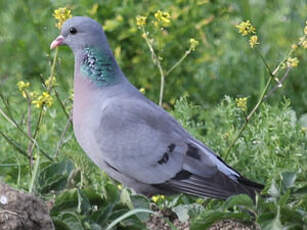 Pigeon colombin