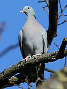 Stock Dove