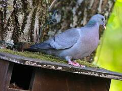 Pigeon colombin