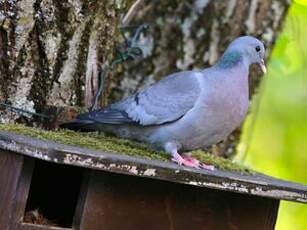 Pigeon colombin