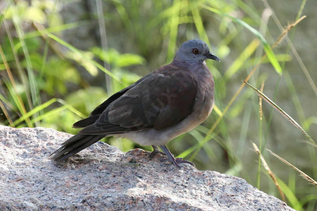 Pigeon de Madagascar