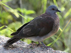 Pigeon de Madagascar