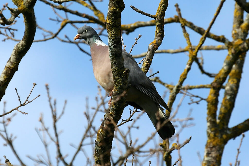 Common Wood Pigeon