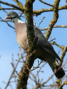 Common Wood Pigeon