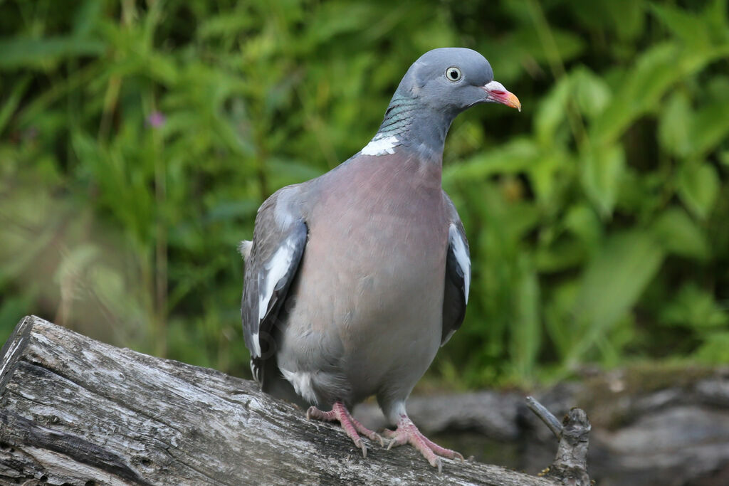 Common Wood Pigeon