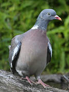 Common Wood Pigeon