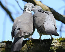 Common Wood Pigeon