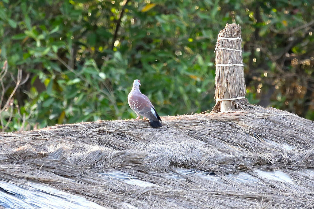 Speckled Pigeon