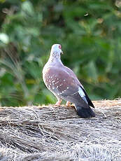 Pigeon roussard