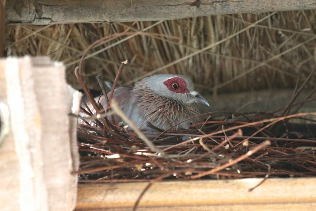 Pigeon roussard