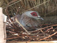 Pigeon roussard