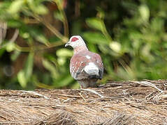 Speckled Pigeon