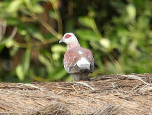 Pigeon roussard