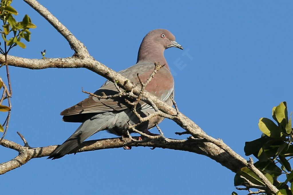 Plain Pigeon