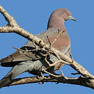 Pigeon simple