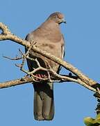 Plain Pigeon