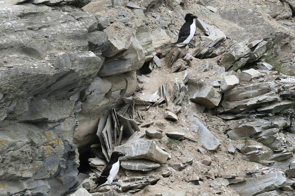 Razorbill