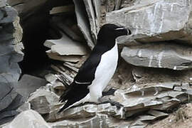 Razorbill