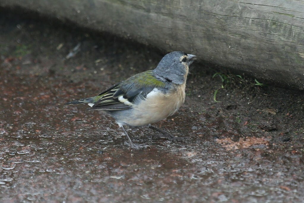 Azores Chaffinch