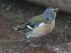 Azores Chaffinch