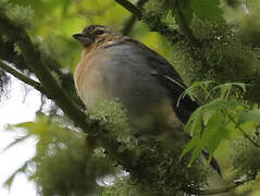 Azores Chaffinch