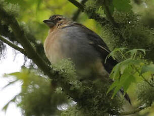 Pinson des Açores