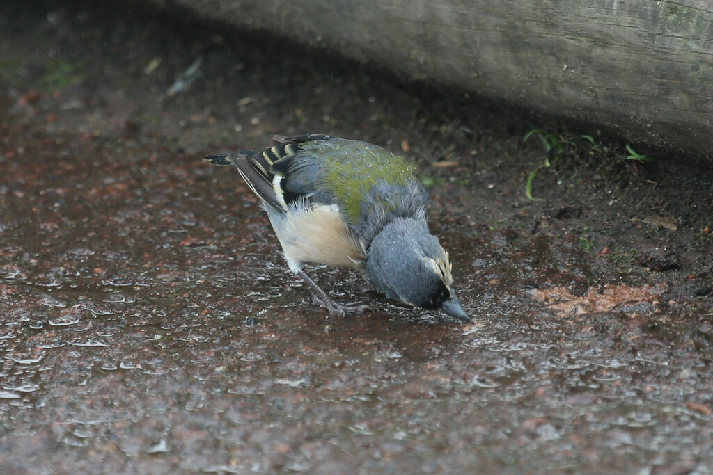 Pinson des Açores