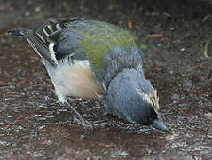 Azores Chaffinch