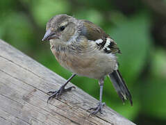 Azores Chaffinch