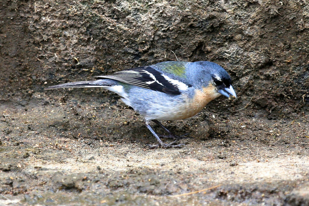 Pinson des Açores