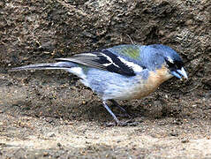 Azores Chaffinch