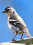 Azores Chaffinch