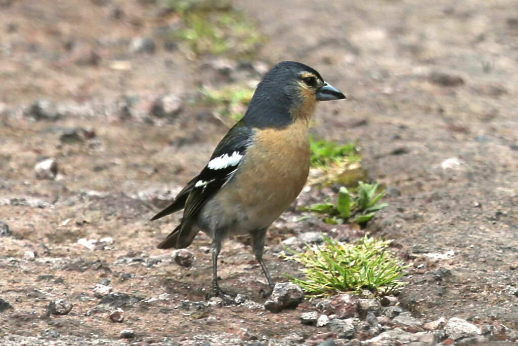 Azores Chaffinch