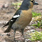 Pinson des Açores